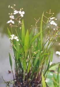 Sagittaria graminea