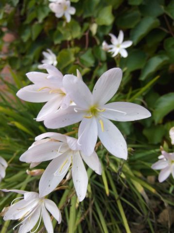 Schizostylis coccinea 'Alba'