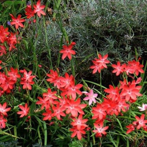 Schizostylis coccinea 'Major'