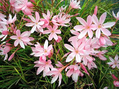 Schizostylis coccinea 'Mrs Hegarty'