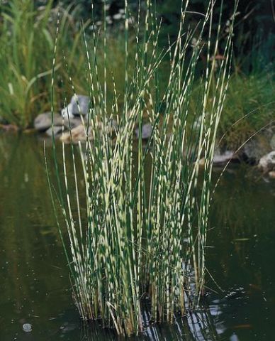 Scirpus tabernaemontanii 'Zebrinus'