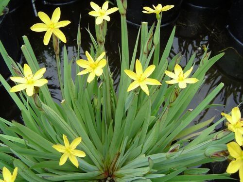 Sisyrinchium californicum