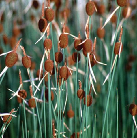 Typha minima