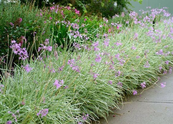 Tulbaghia violacea 'Silver Lace'