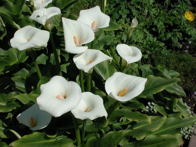 Zantedeschia aethiopica2 litres