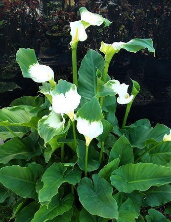 Zantedeschia aethiopica 'Green Goddess'