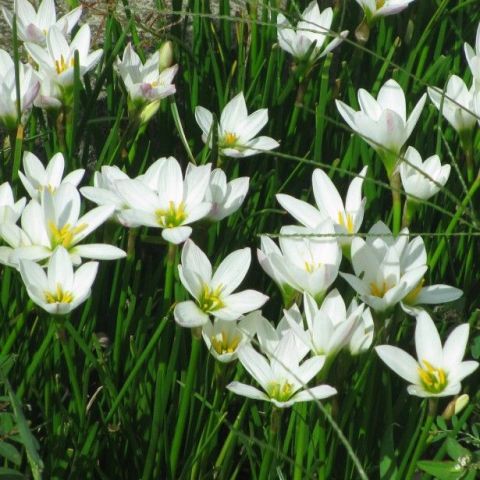 Zephyranthes candida