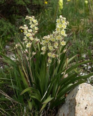 Zigadenus elegans