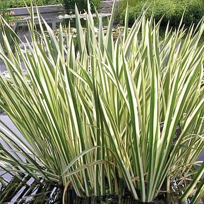 Acorus calamus 'Variegatus'