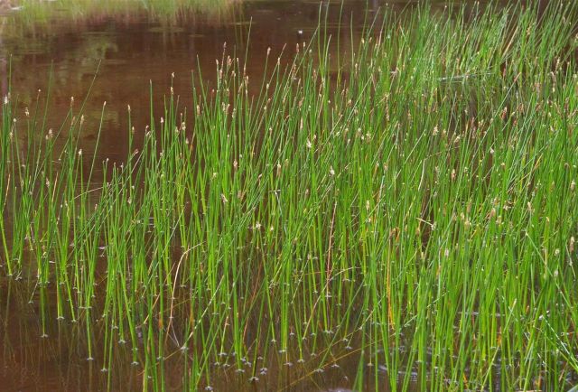 Eleocharis palustris