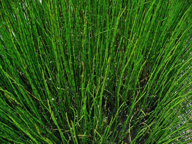 Equisetum fluviatilis