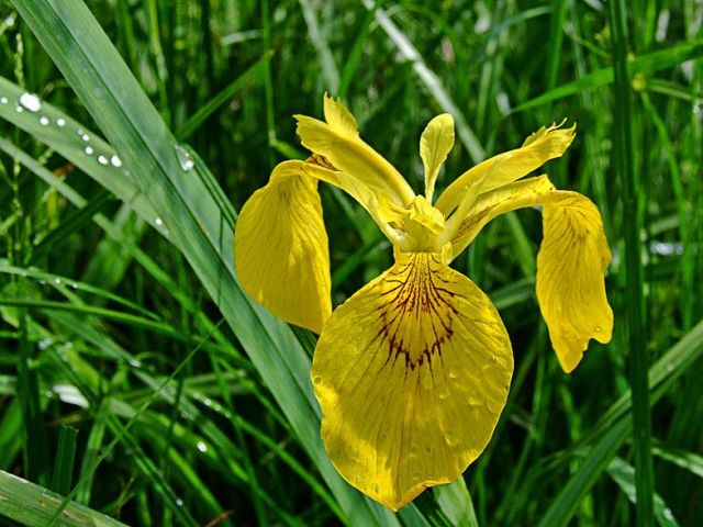 Iris pseudacorus 