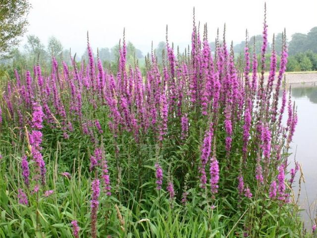 Lythrum salicaria