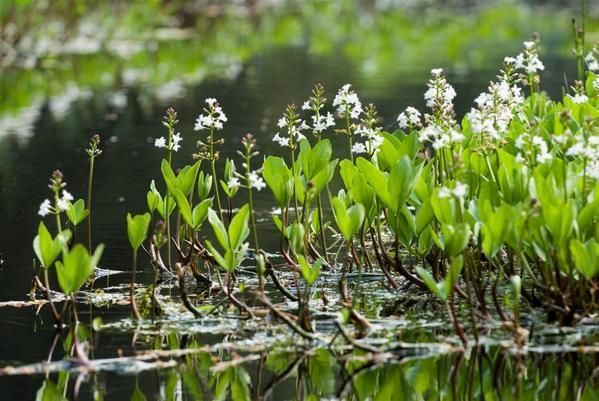 Menyanthes trifoliata