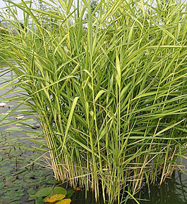 Phragmites communis 'Variegata'