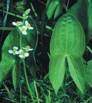 Sagittaria latifolia