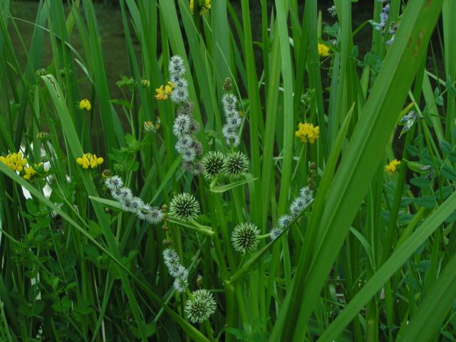 Sparganium erectum