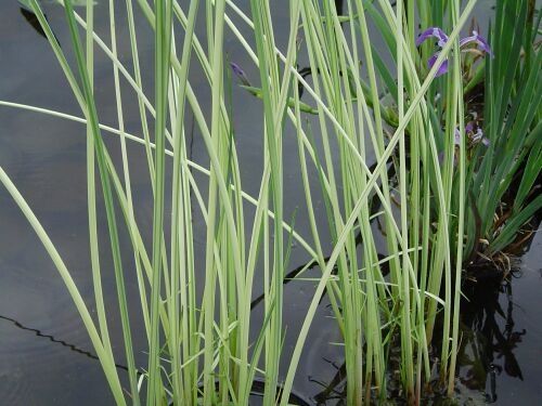 Scirpus lacustris 'Albescens'