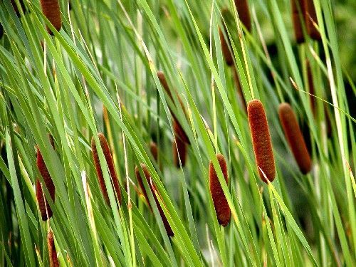 Typha laxmanii