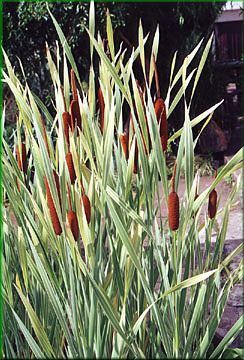 Typha latifolia 'Variegata' racines nues 