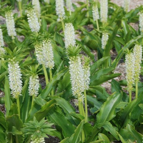 Eucomis autumnalis