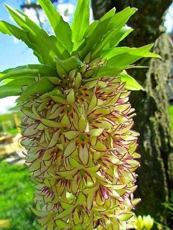 Eucomis bicolor