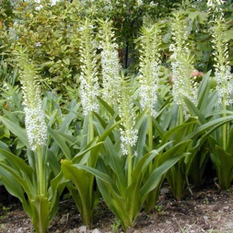 Eucomis comosa