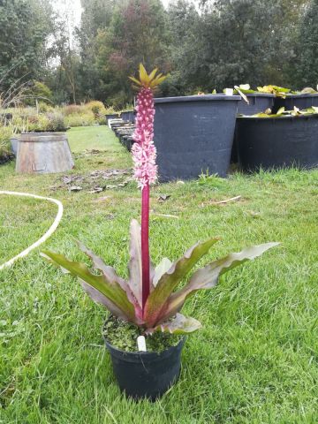 Eucomis 'Indian Summer'