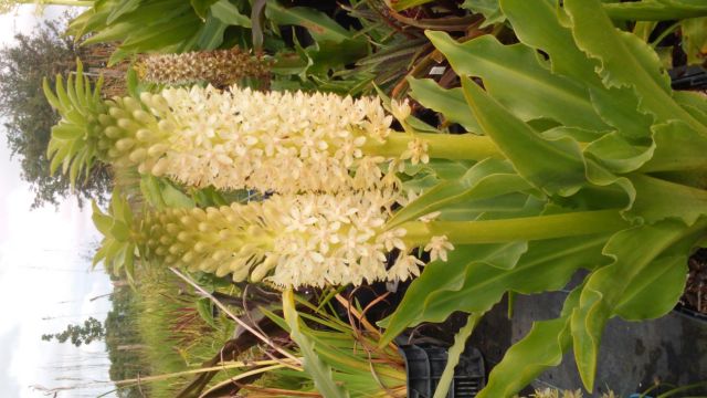 Eucomis comosa 'Johannesburg'