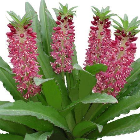 Eucomis comosa 'Leia'