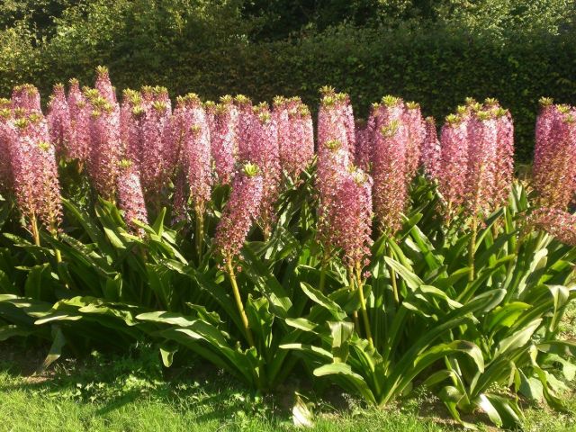 Eucomis comosa 'Pink Gin'