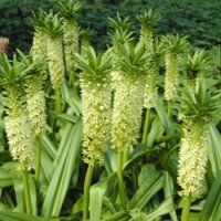 Eucomis comosa 'Playa Blanca'