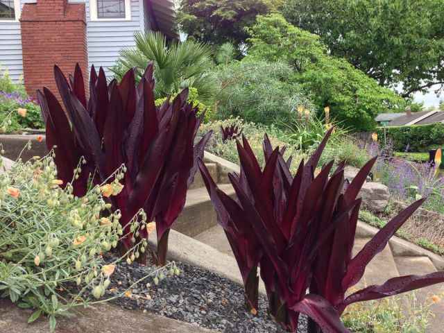 Eucomis comosa 'Sparkling Burgundy'