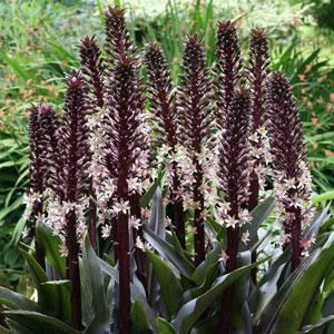 Eucomis comosa 'Sparkling Rosy'