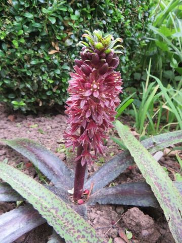 Eucomis 'Freckles'