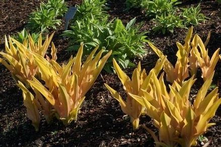 Eucomis 'Glow Sticks'