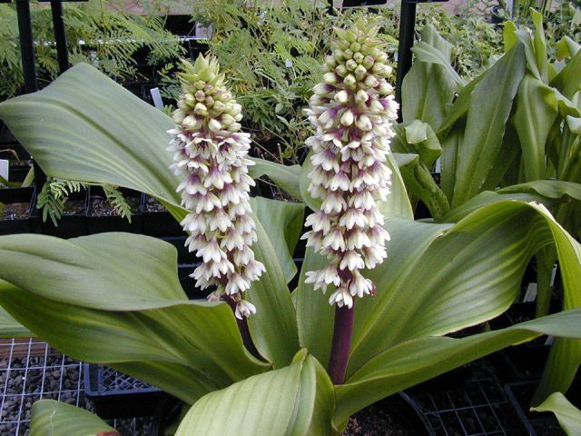 Eucomis montana