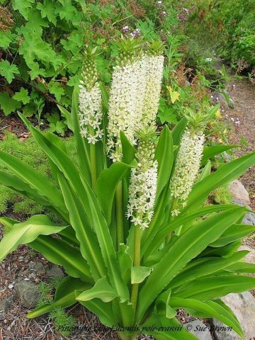 Eucomis pole-evansii