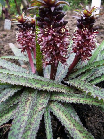 Eucomis vandermerwei 'Octopus'