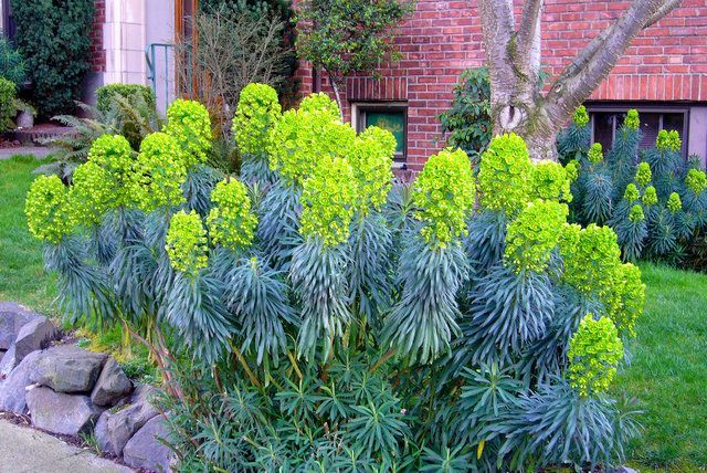 Euphorbia characias2 litres