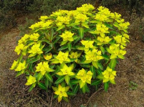 Euphorbia wallichii