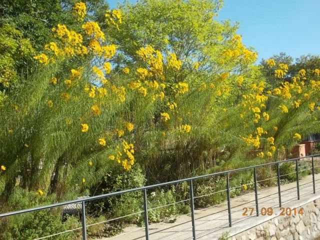 Helianthus salicifolius