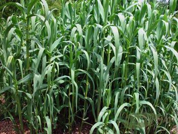 Arundo donax 'Macrophylla'  3 litres