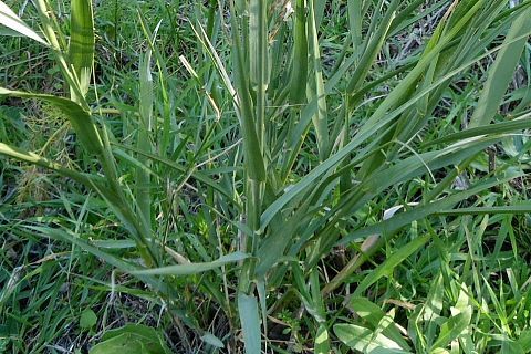 Phragmites frutescens 3 litres