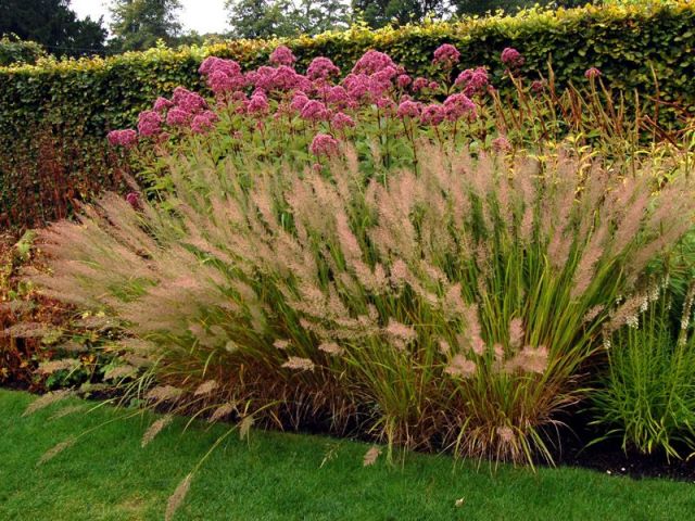 Calamagrostis brachytricha 