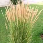 Calamagrostis X acutiflora 'Karl Foerster'