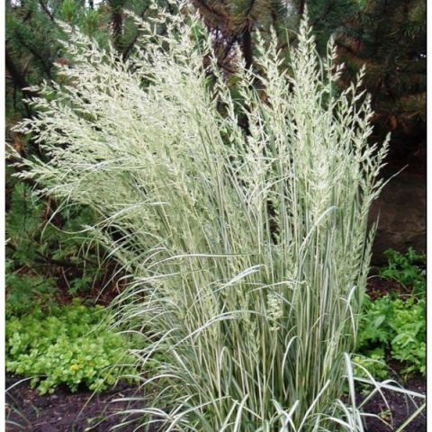 Calamagrostis X acutiflora 'Overdam'