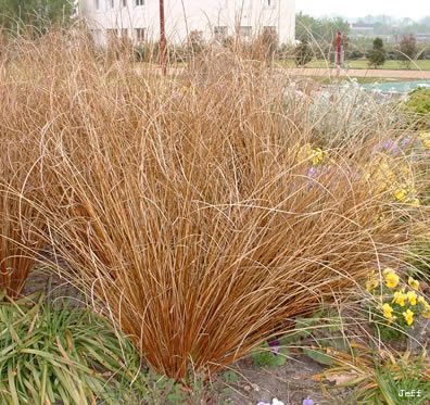 Carex buchananii