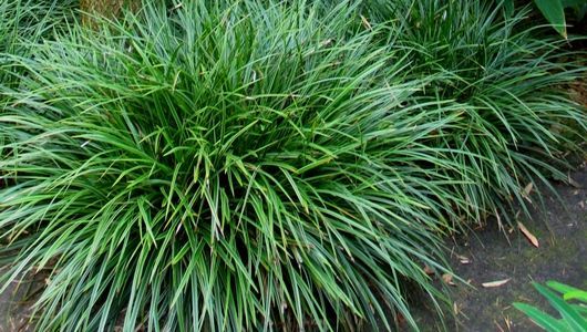 Carex foliosissima 'Irish Green'