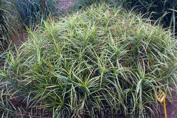 Carex muskigumensis 'Silberstreif'